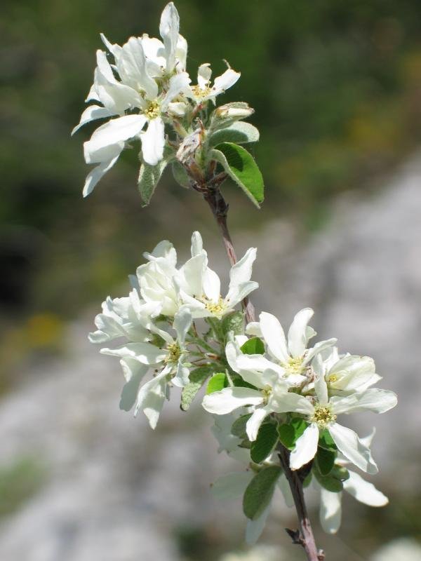 Amelanchier ovalis