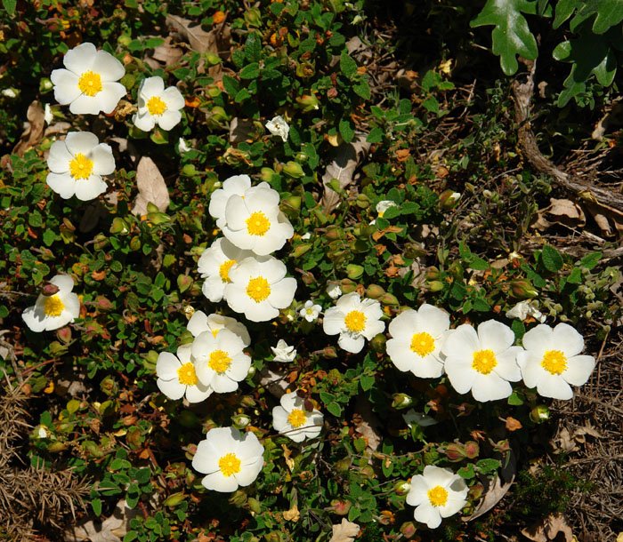 Cistus salviifolius