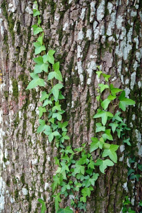 Haritzaren enborrean gora