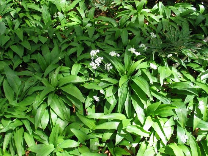 Landare multzo bat pagadian