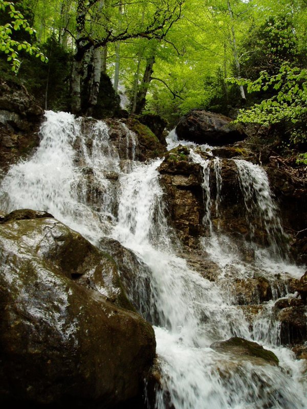 Erreka bat basoa zeharkatzen Añiscloko arroilean