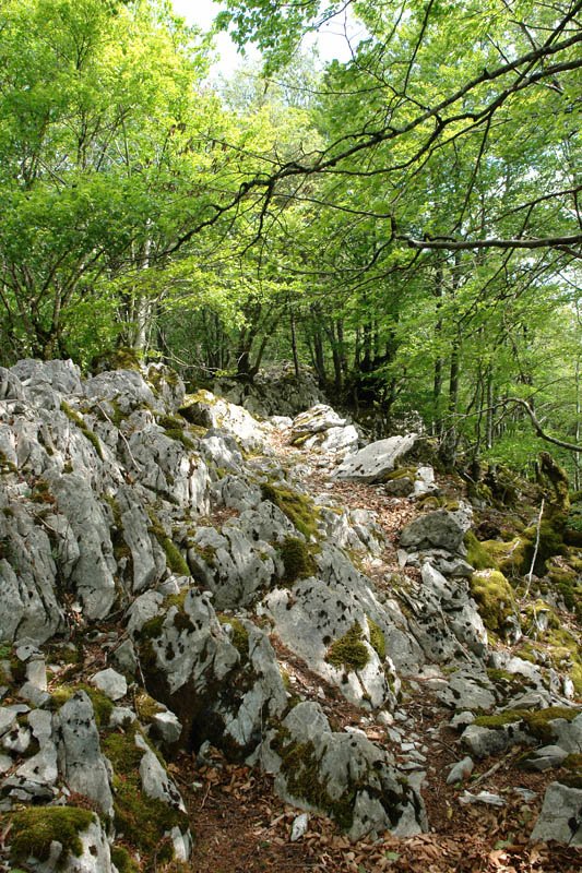 Hegoaldeko bizkarreko bidea, basoan barrena