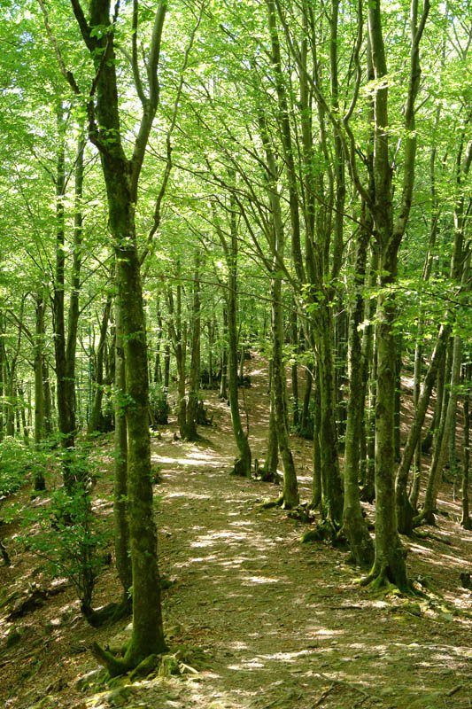 Hegoaldeko bizkarreko bidea pagadian barrena