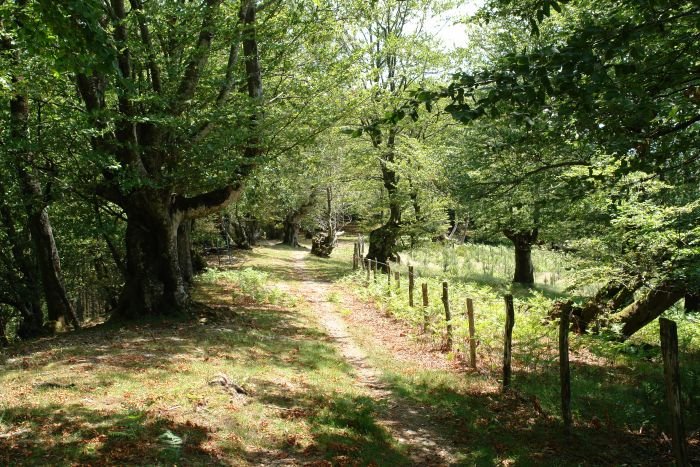 Zitziolako (?)  bizkarreko bidea