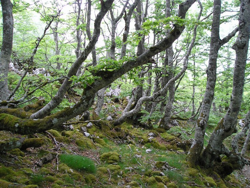 San Adriandik igotzen den bideak zeharkatzen duen basoa