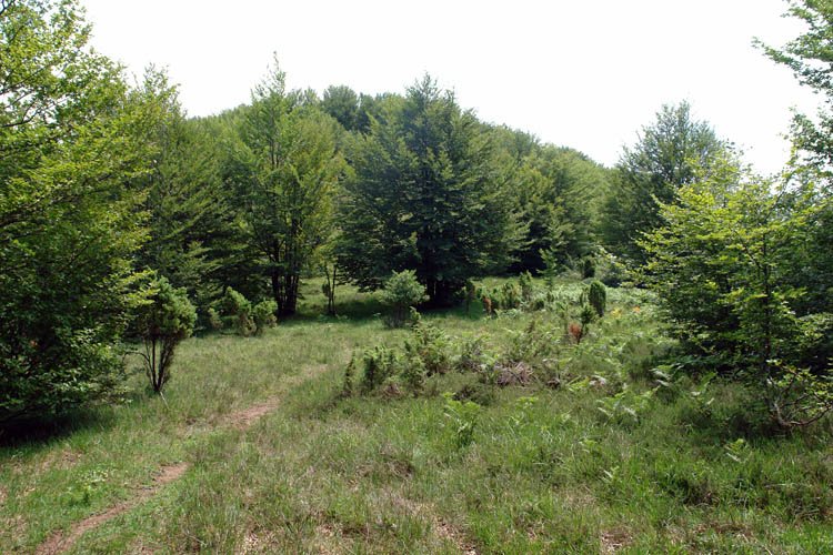 Ekialdeko bizkarreko pasarte bat