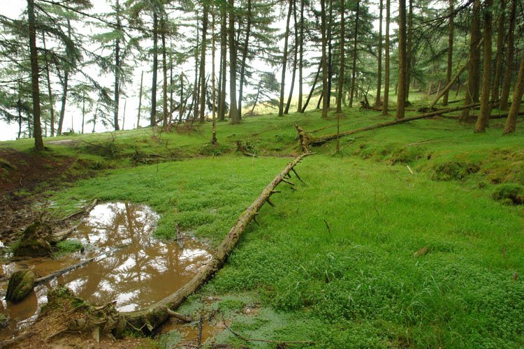 Putzua basoan, mendebaldeko bidean