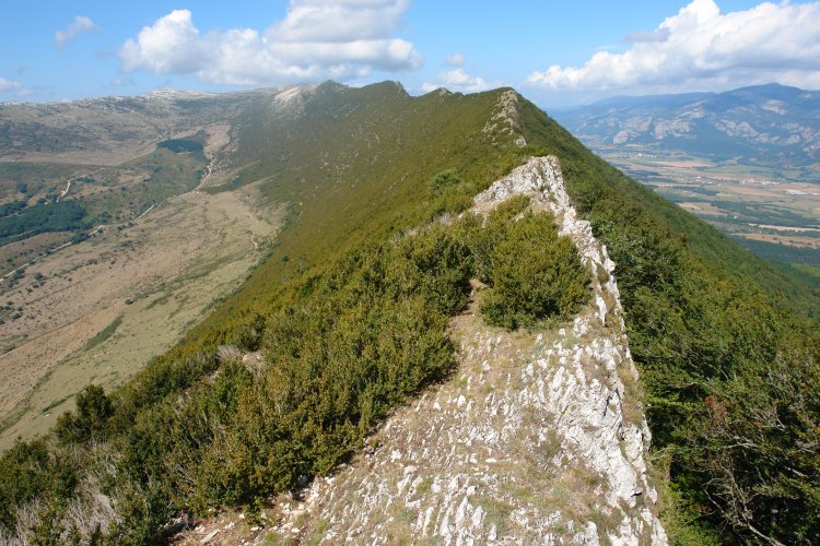 Ekialdeko gandorra (I)