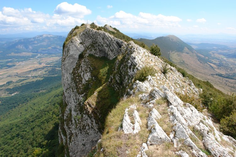 Ekialdeko gandorra (X)