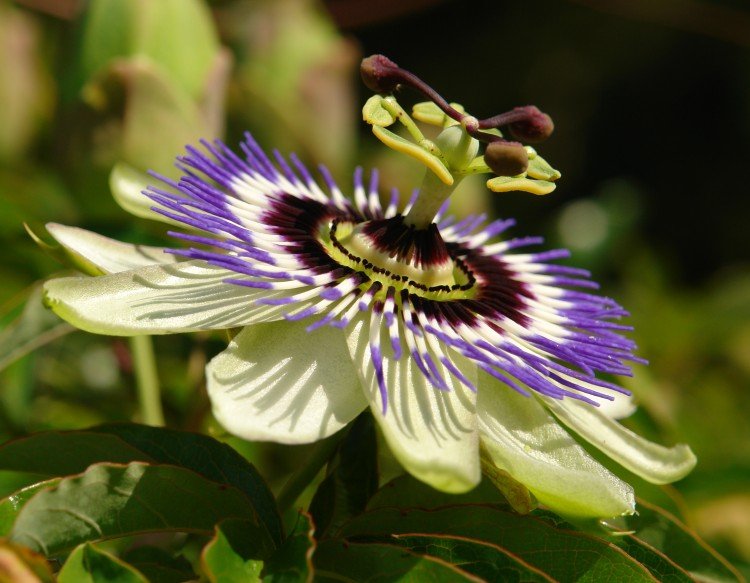 Passiflora caerulea