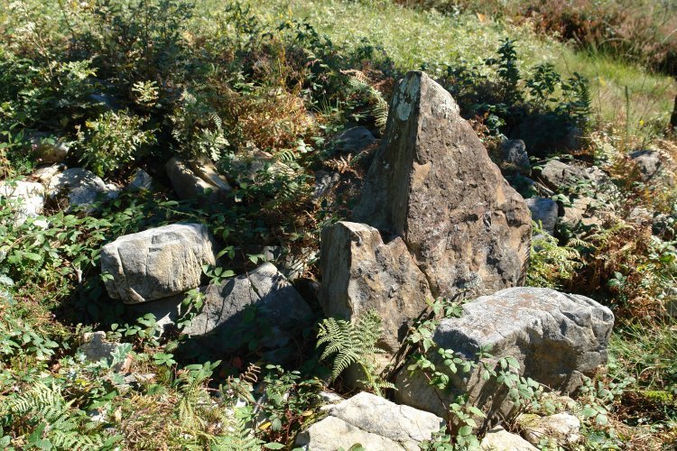 Belkoaineko trikuharria