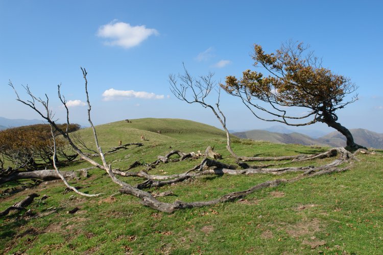 Gain aldeko ikuspegia: etzandako pagoak