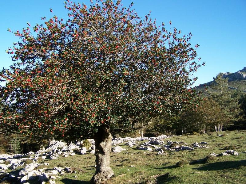 Aranguren azpiko gorosti ederra