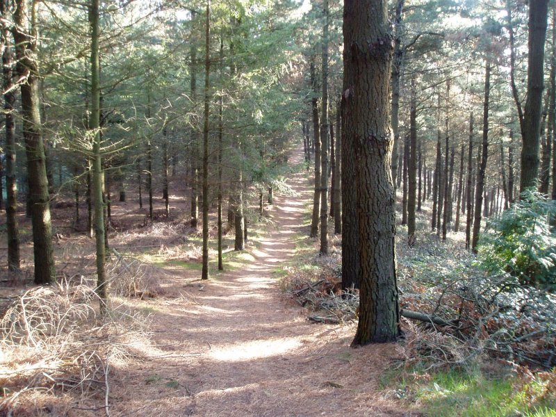 Ekialdeko bizkarreko bidea tontorretik ikusita