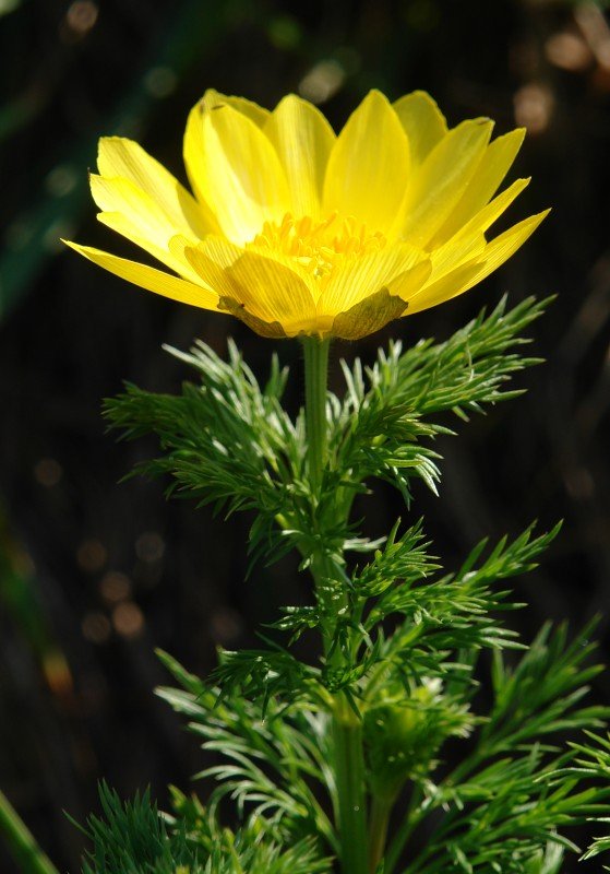 Adonis vernalis