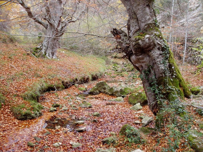 Puron erreka Riberatik gertu