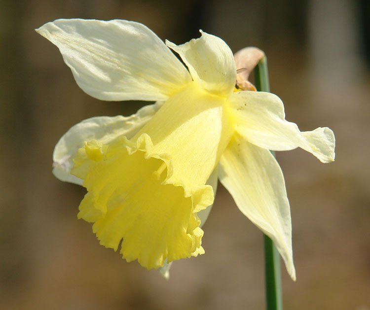 Narcissus pseudonarcissus
