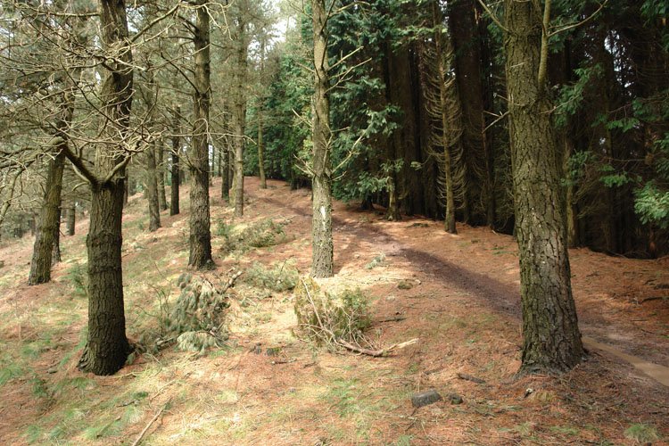 Azkarateko hegoaldeko bizkarreko bidea