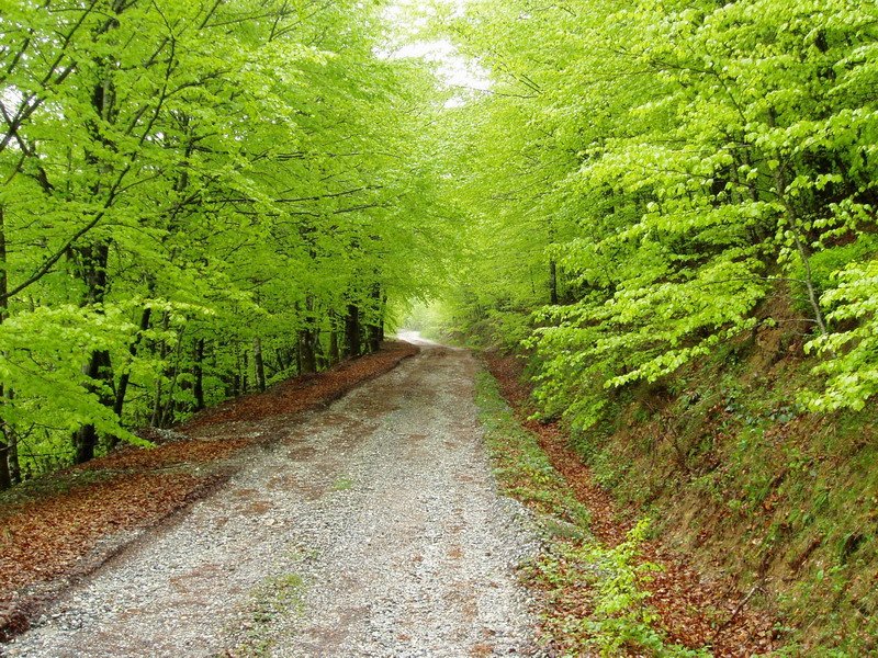 Baserdiko errekako bidea