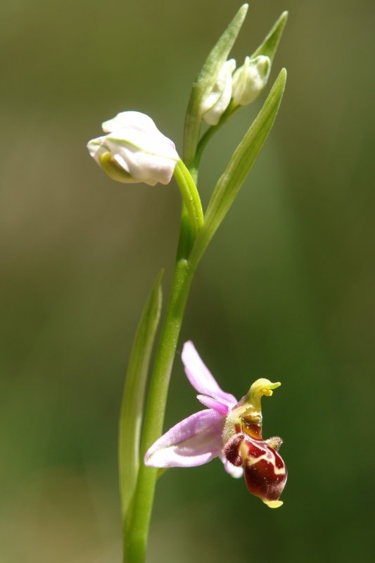 Ophrys scolopax