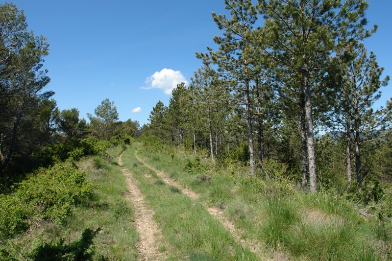 HMko bizkarreko bide zabala