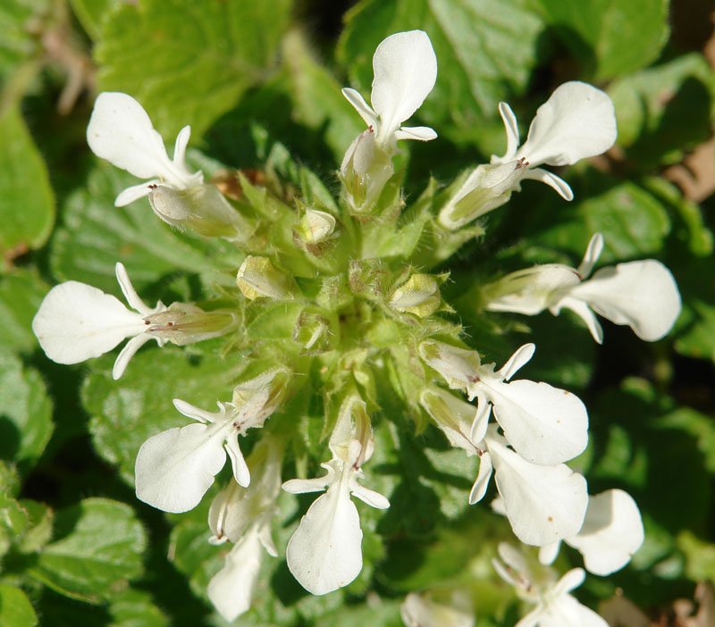 Teucrium pyrenaicum guarensis