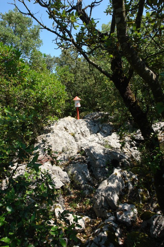 Buzoia, gurbitz artean