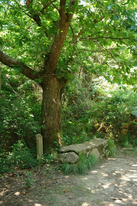 Bidearen hasiera markatzen duen gaztainondoa