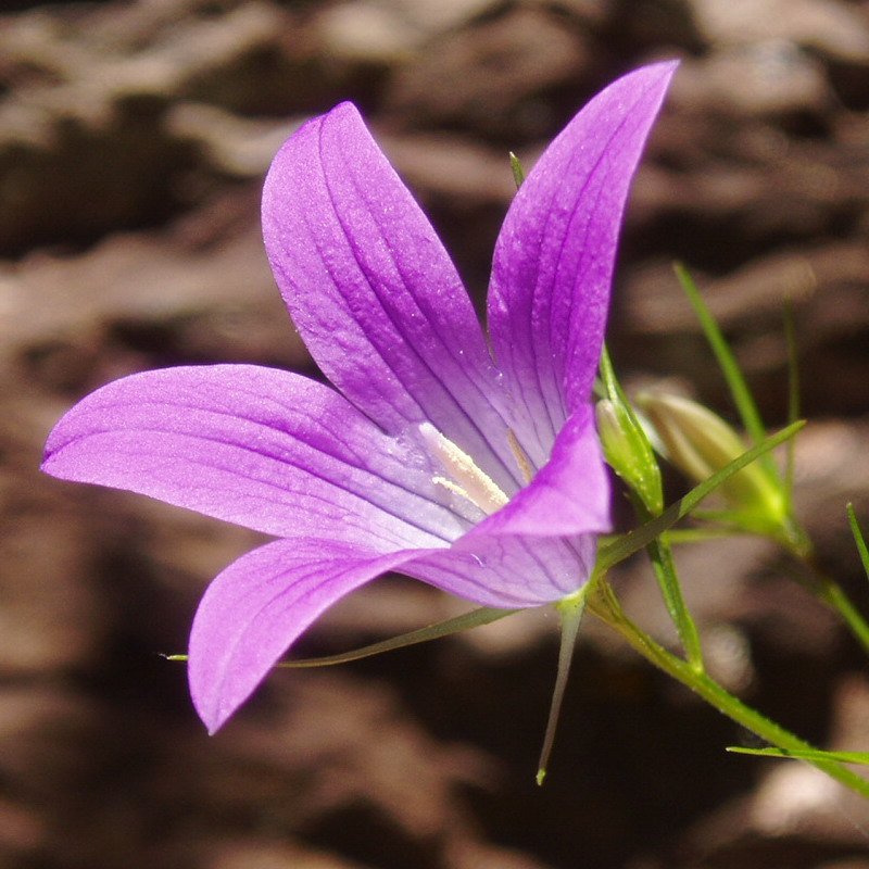 Campanula patula