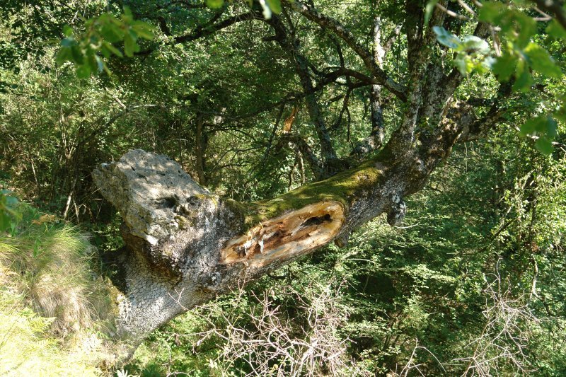 Harriak jotako zuhaitza