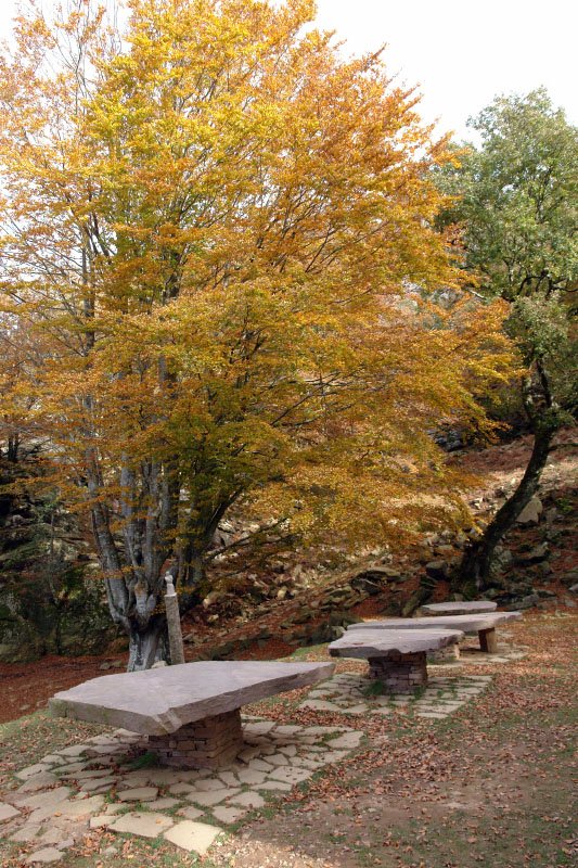Txoko polita, Mendebaldeko bizkarreko basoan