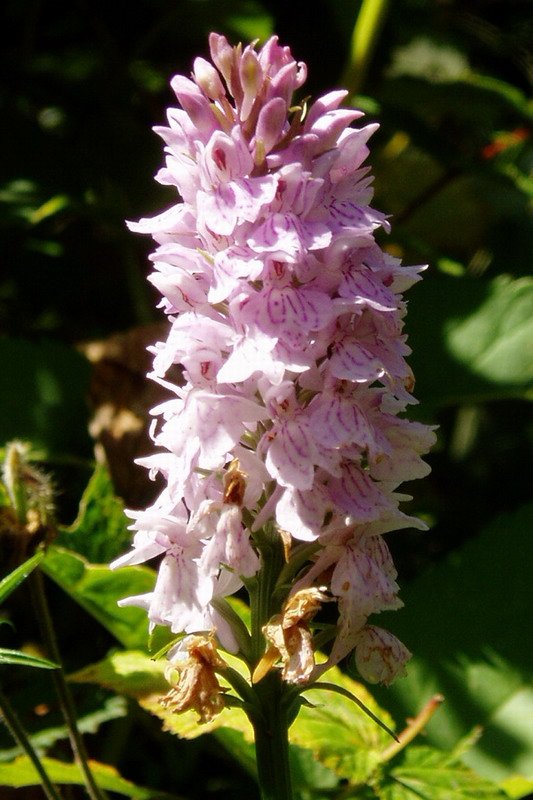 Dactylorhiza maculata