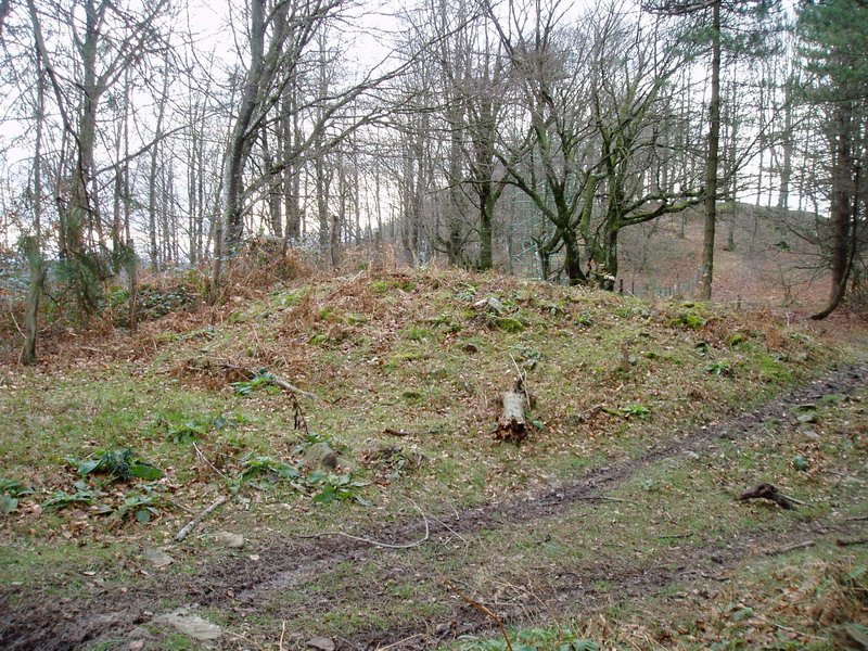 Praalata trikuharria