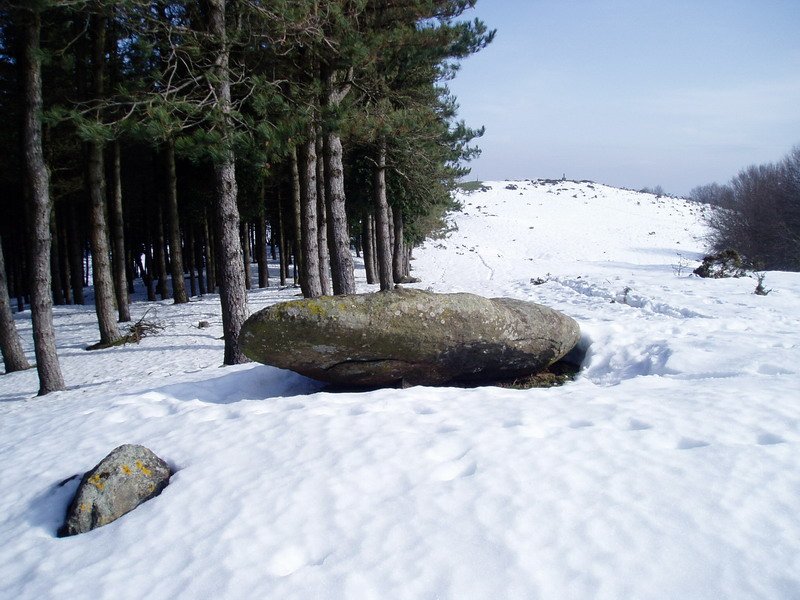 Arribiribilleta zutarria