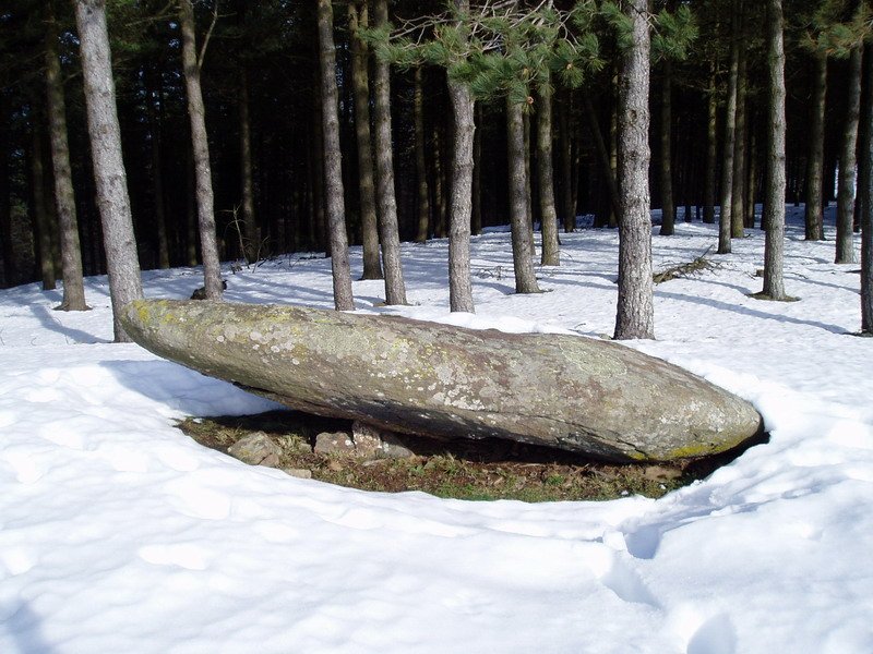 Arribiribilleta zutarria