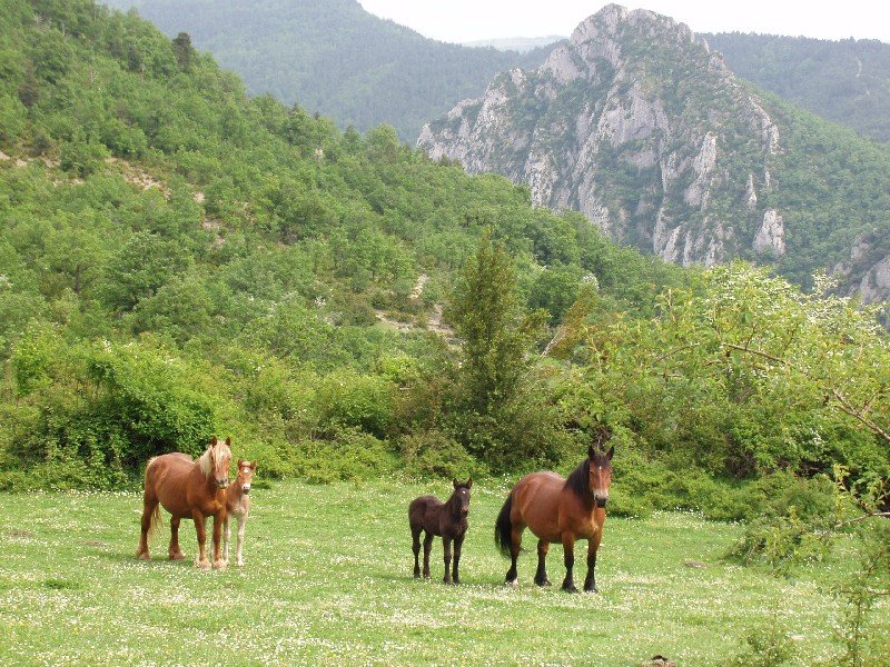 Potxe haitza, Elkoatzeko bidean