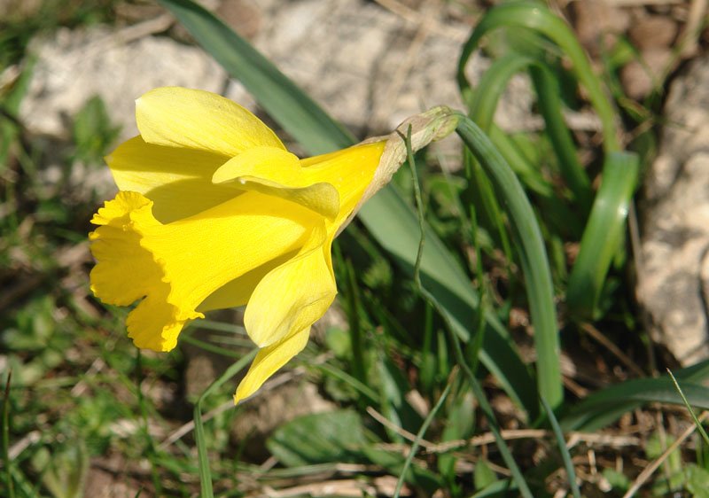 Narcissus nobilis, gotorlekuko horma baten oinean