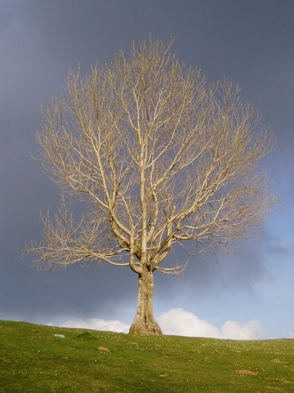Zuhaitz bakartia Lizarbakarra lepoan