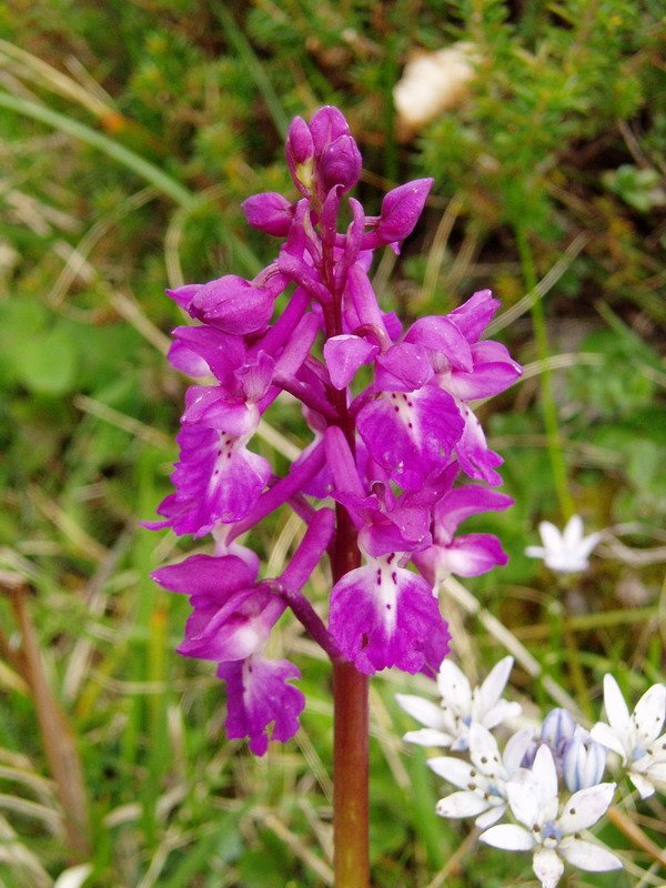 Orchis mascula