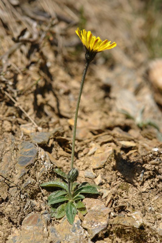 Oraindik identifikatu gabea