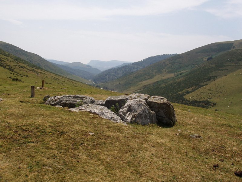 Pilotasoro trikuharria