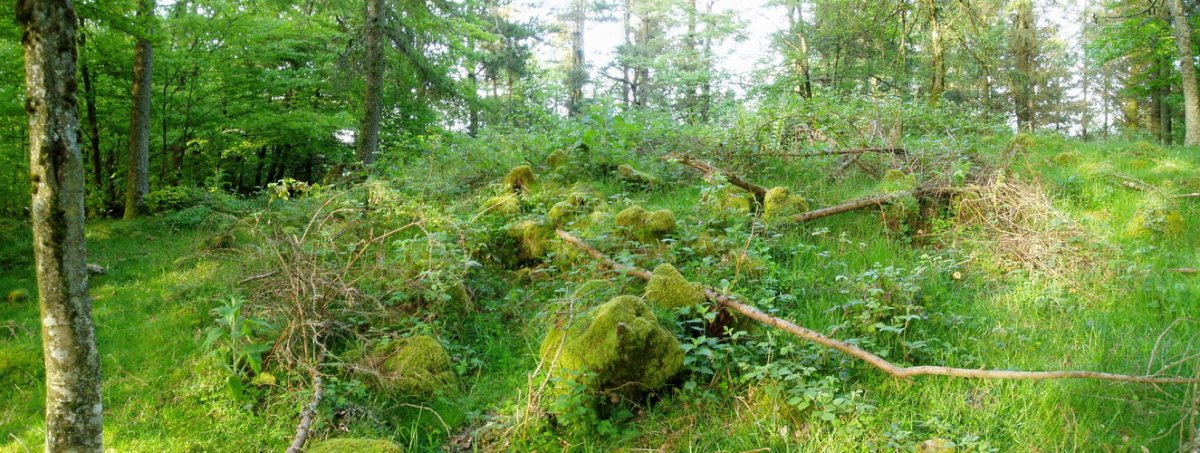 Agerreburu trikuharria