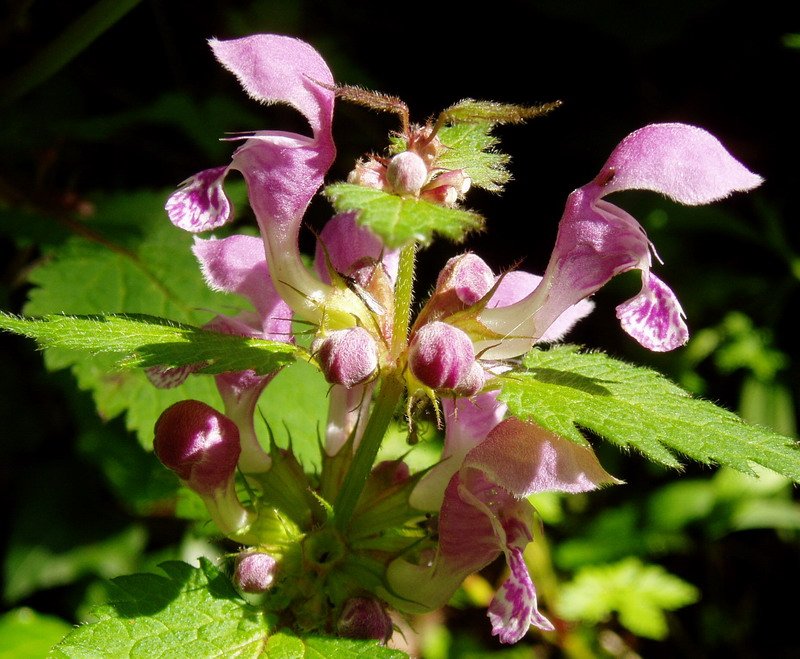 Asun borta (Lamium maculatum)