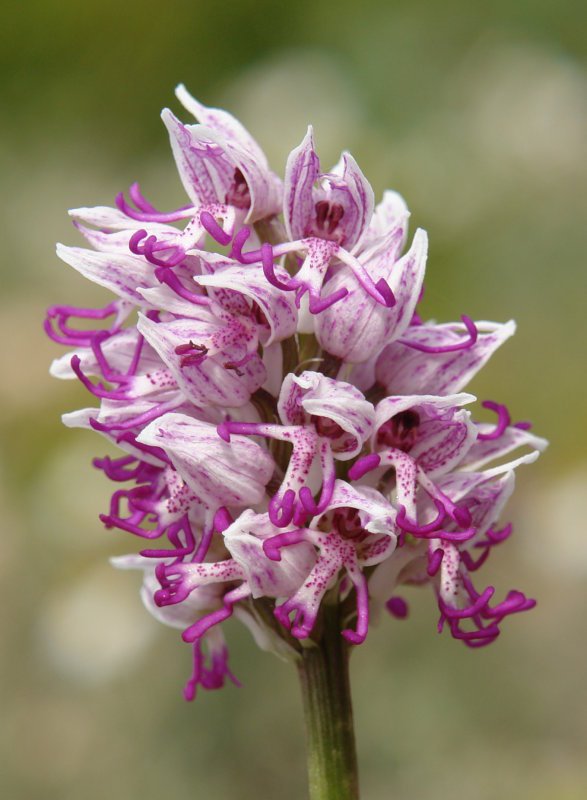 Orchis simia