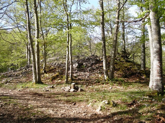 Erbillerriko  trikuharria