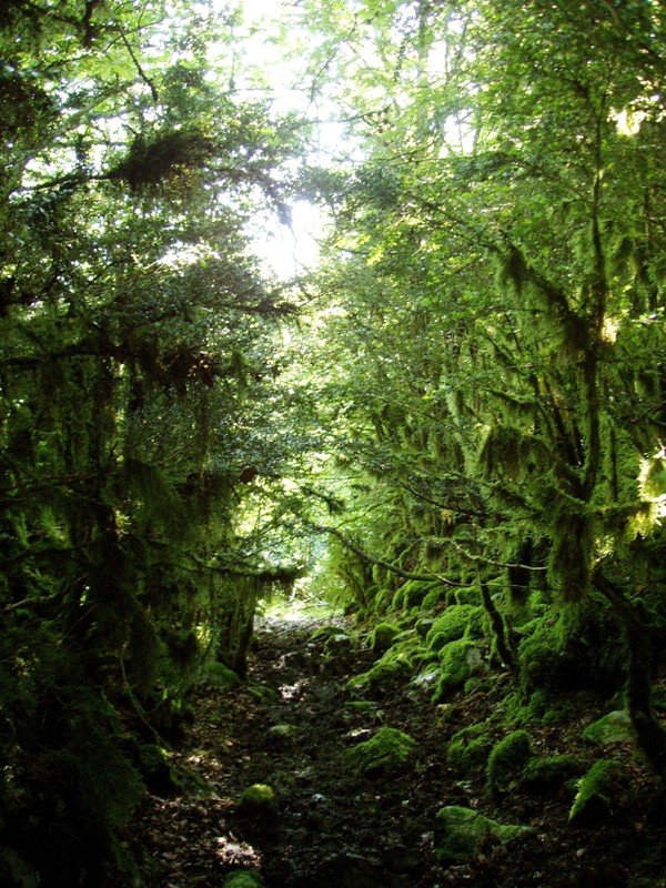 Ezpelen arteko tunelak