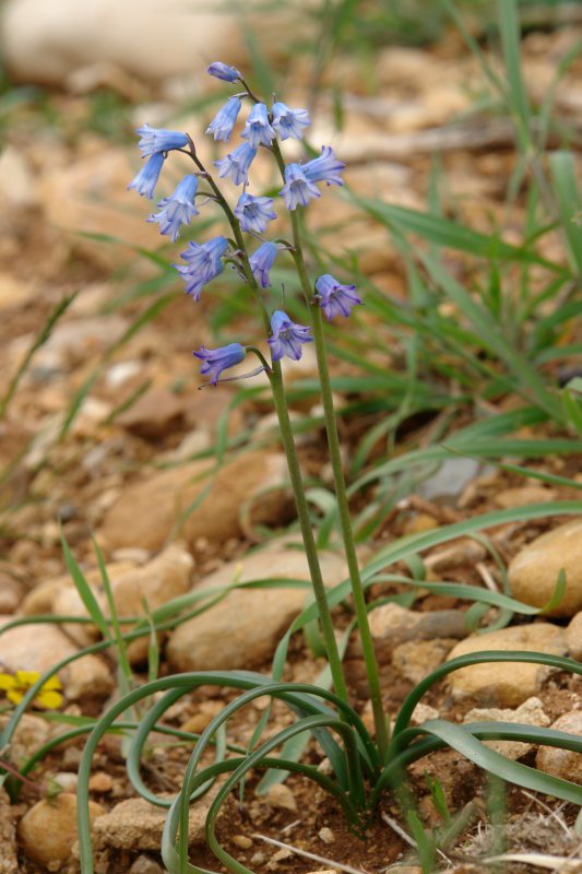 Brimeura amethystina