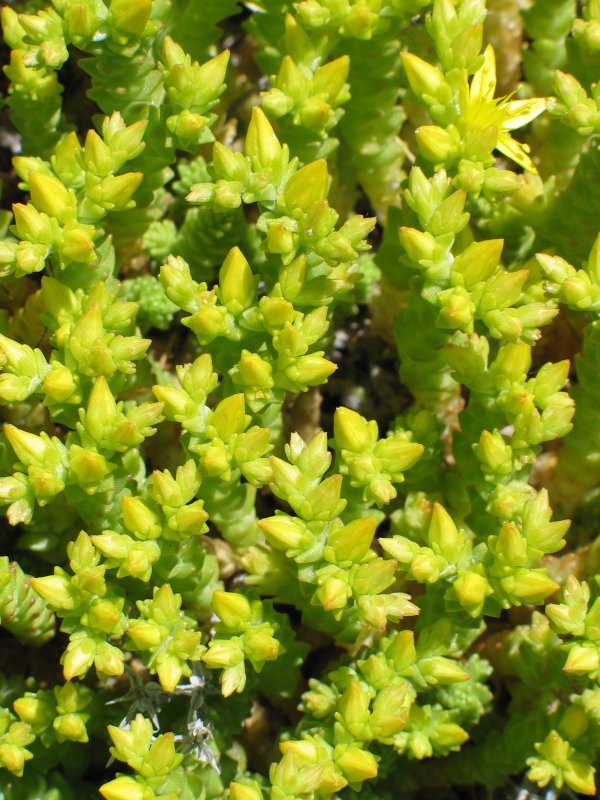 Loratu gabeko adaskak