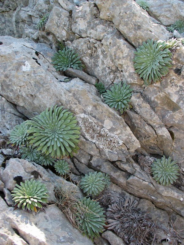 Saxifraga batzuk, harriari helduta