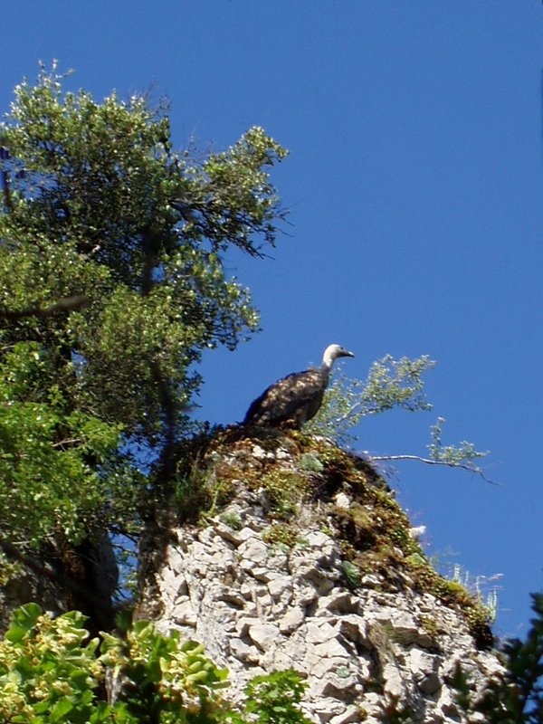 Putrea Botxuelako harkaitz batean